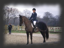 dressage